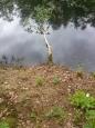 Bomen Philipsvijver (2)