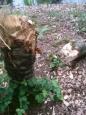 Bomen Philipsvijver (3)