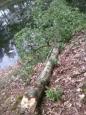 Bomen Philipsvijver (4)