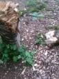 Bomen Philipsvijver (5)
