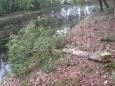 Bomen Philipsvijver (6)